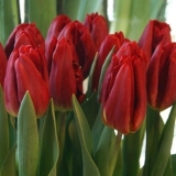 Tulip jaka ljubav: fotografija, opis, sadnja i njega